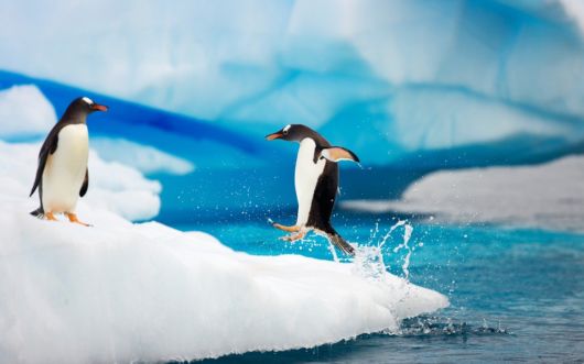 Click to Enlarge - Beautiful Wallpapers Of Penguins