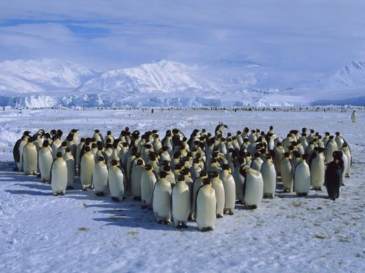 Click to Enlarge - Beautiful Wallpapers Of Penguins