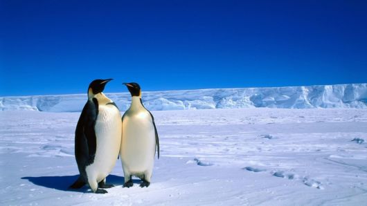 Click to Enlarge - Beautiful Wallpapers Of Penguins