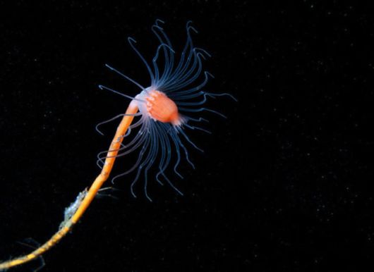 Beautiful Alien Like Sea Creatures