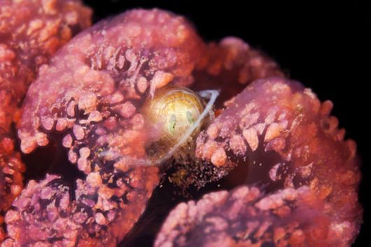 Beautiful Alien Like Sea Creatures