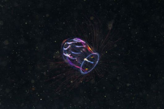 Beautiful Alien Like Sea Creatures