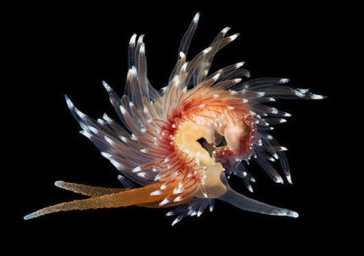 Beautiful Alien Like Sea Creatures