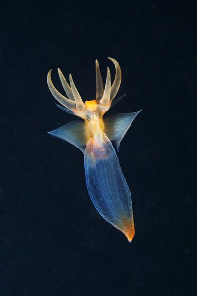 Beautiful Alien Like Sea Creatures