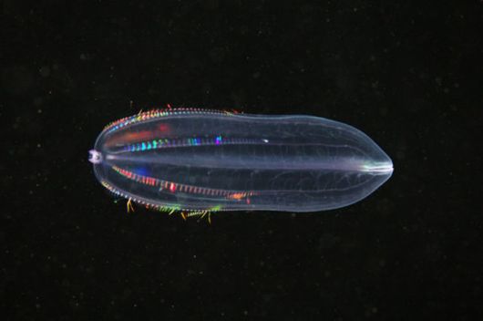 Beautiful Alien Like Sea Creatures