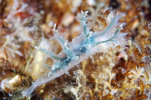 Beautiful Alien Like Sea Creatures