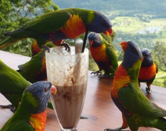 A Chocolate Milkshake For Parrots