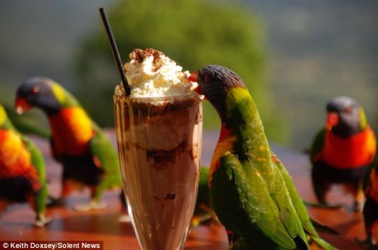 A Chocolate Milkshake For Parrots