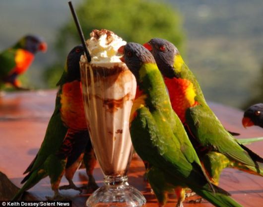 A Chocolate Milkshake For Parrots