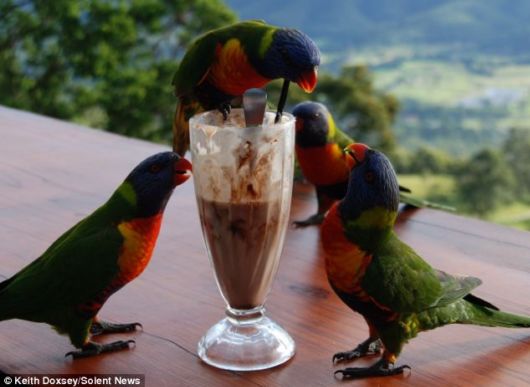 A Chocolate Milkshake For Parrots