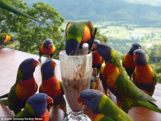 A Chocolate Milkshake For Parrots