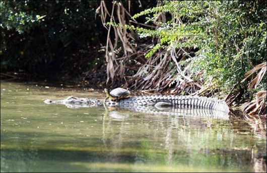 Amazing Croc Turtle Friendship