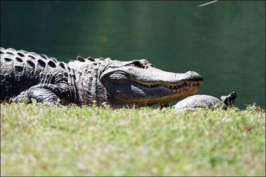 Amazing Croc Turtle Friendship