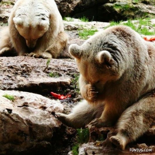 Cute Fearsome Cuddly, Its a BEAR!