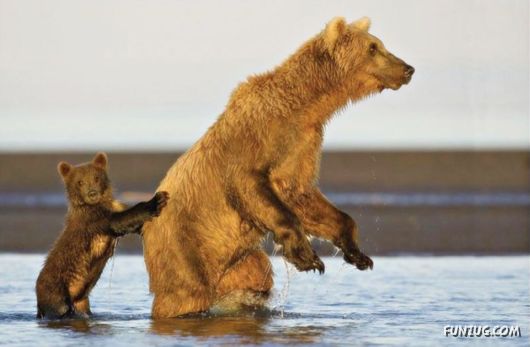 Cute Fearsome Cuddly, Its a BEAR!