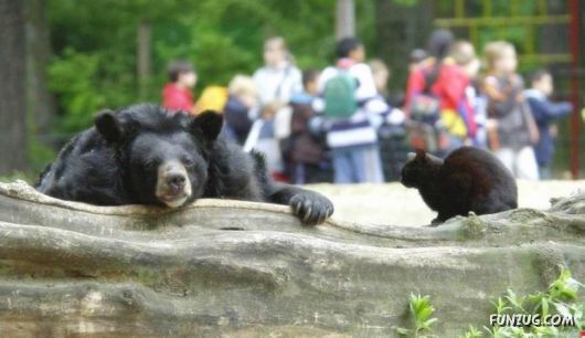 Cute Fearsome Cuddly, Its a BEAR!