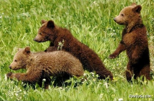 Cute Fearsome Cuddly, Its a BEAR!