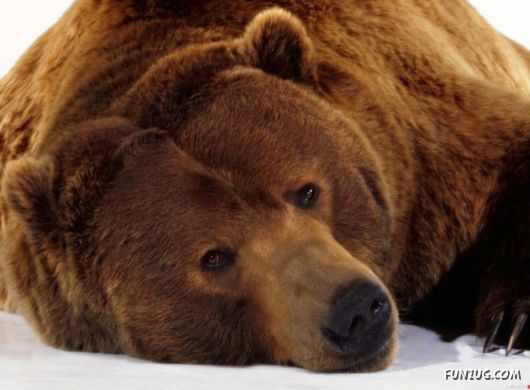 Cute Fearsome Cuddly, Its a BEAR!