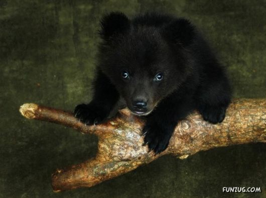 Cute Fearsome Cuddly, Its a BEAR!