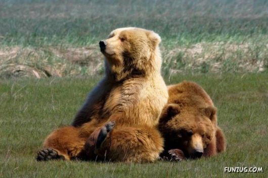 Cute Fearsome Cuddly, Its a BEAR!