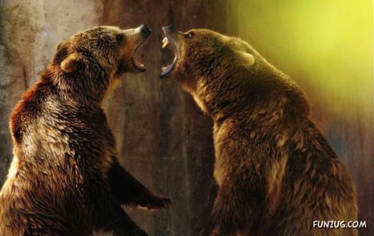 Cute Fearsome Cuddly, Its a BEAR!