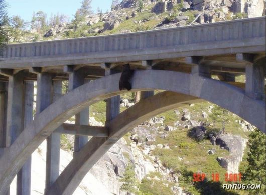 Cute Fearsome Cuddly, Its a BEAR!