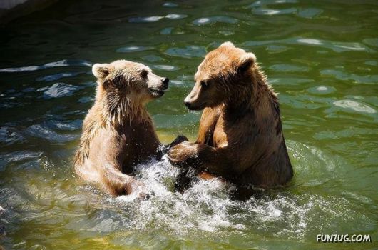 Cute Fearsome Cuddly, Its a BEAR!