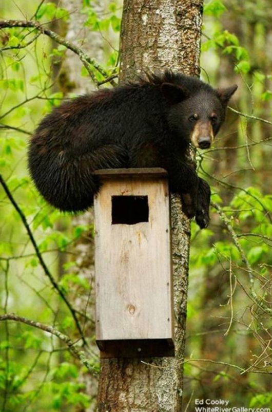 Cute Fearsome Cuddly, Its a BEAR!