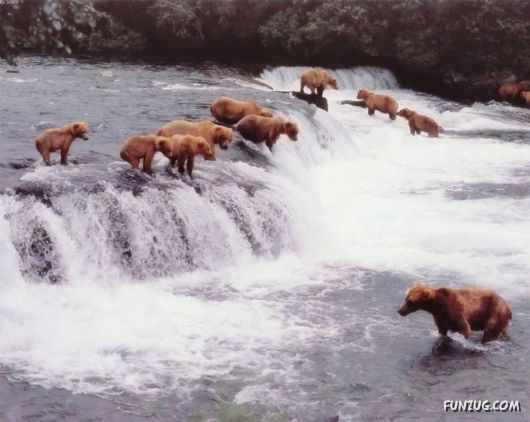 Cute Fearsome Cuddly, Its a BEAR!