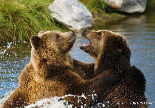 Cute Fearsome Cuddly, Its a BEAR!