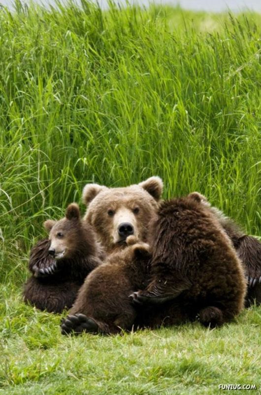 Cute Fearsome Cuddly, Its a BEAR!