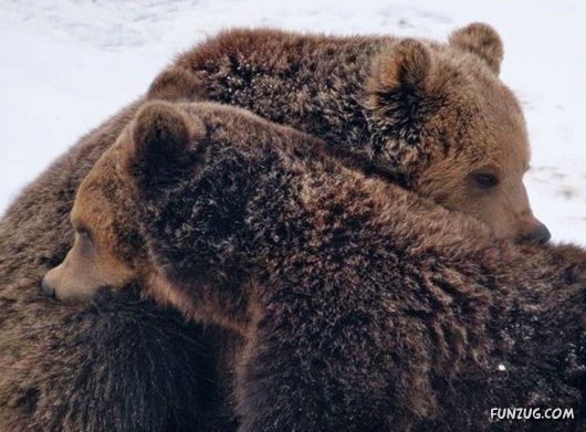 Cute Fearsome Cuddly, Its a BEAR!