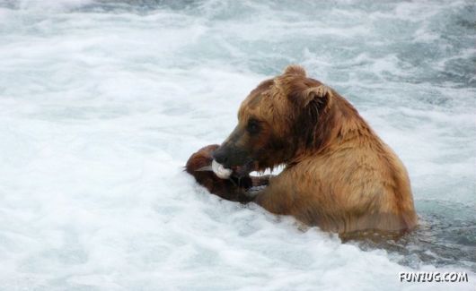 Cute Fearsome Cuddly, Its a BEAR!
