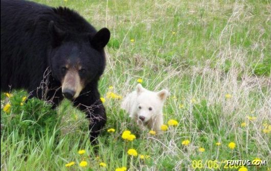 Cute Fearsome Cuddly, Its a BEAR!