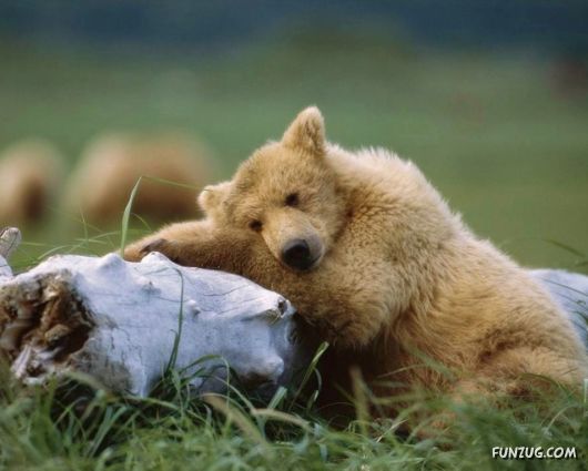 Cute Fearsome Cuddly, Its a BEAR!