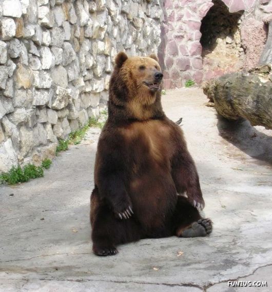 Cute Fearsome Cuddly, Its a BEAR!