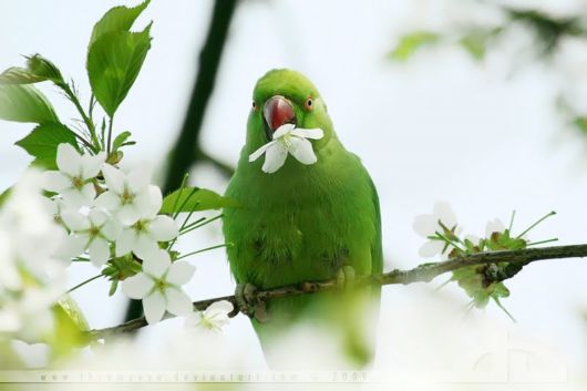 Cute Colorful Parrots Around the World