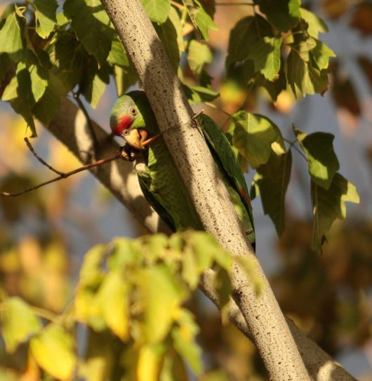Cute Colorful Parrots Around the World