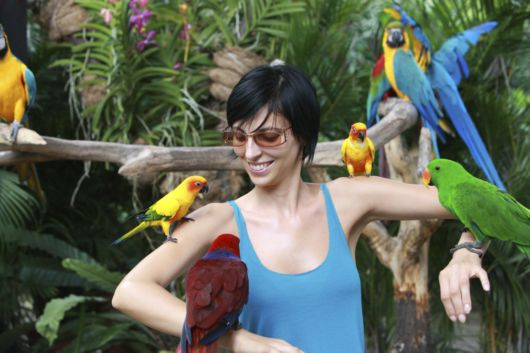 Cute Colorful Parrots Around the World