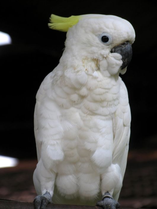 Cute Colorful Parrots Around the World