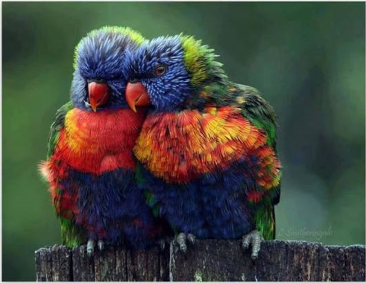  Cute Colorful Parrots Around the World