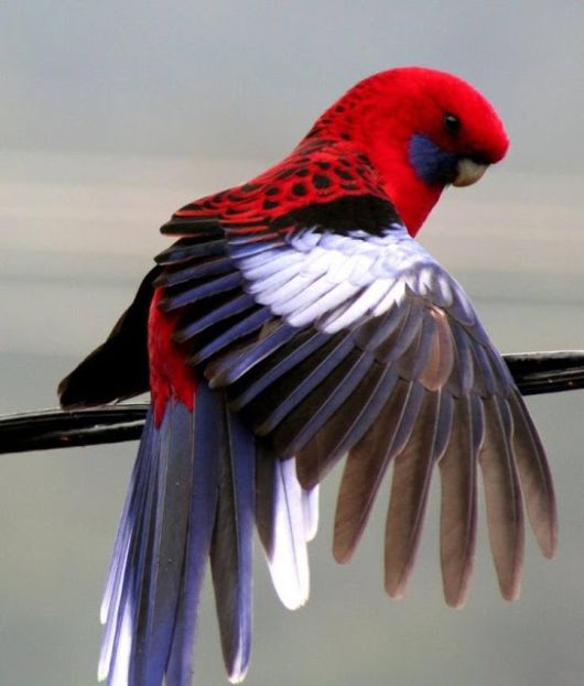  Cute Colorful Parrots Around the World