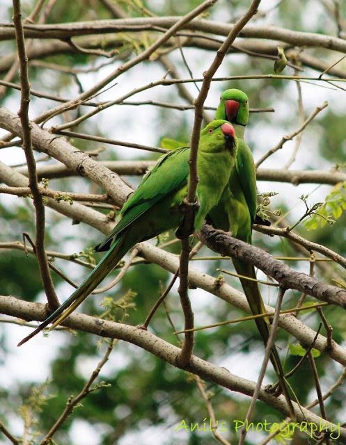  Cute Colorful Parrots Around the World