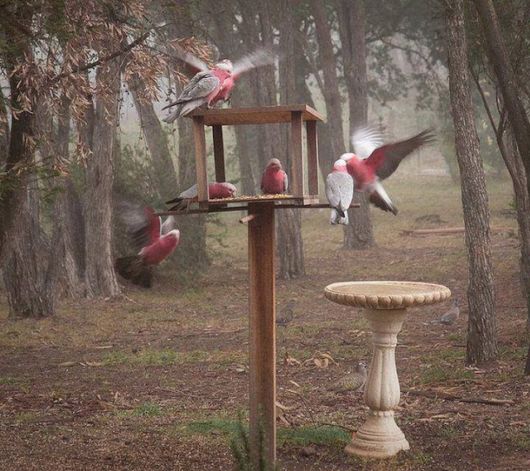  Cute Colorful Parrots Around the World