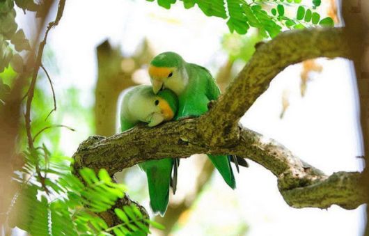  Cute Colorful Parrots Around the World