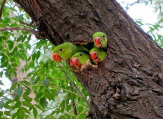  Cute Colorful Parrots Around the World