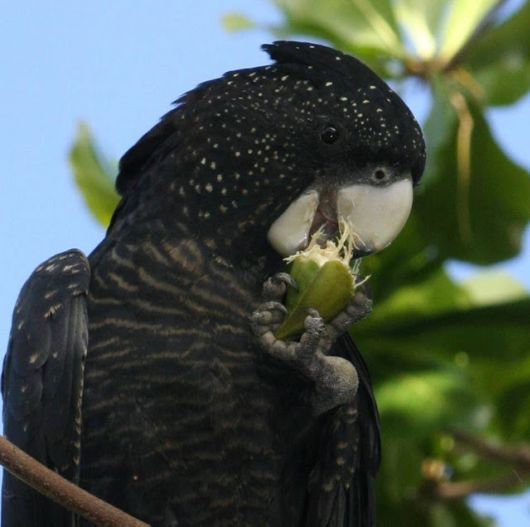  Cute Colorful Parrots Around the World