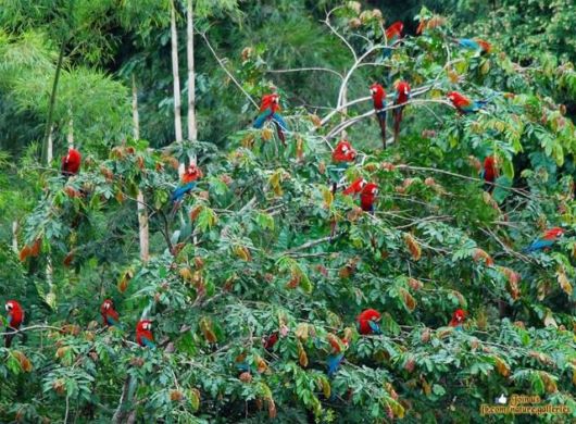  Cute Colorful Parrots Around the World