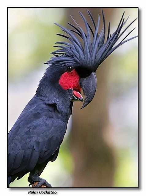  Cute Colorful Parrots Around the World