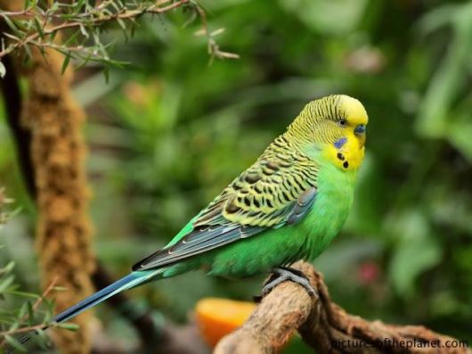  Cute Colorful Parrots Around the World